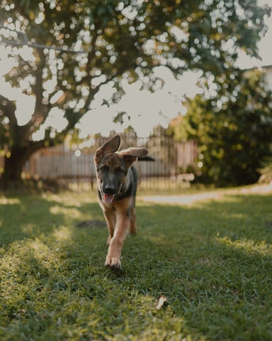 German shepherd puppy running freely in a sunny fenced backyard