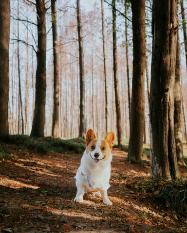 Happy Corgi sitting on a sun-dappled forest trail